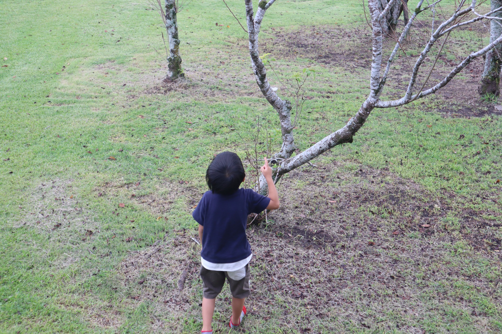 バンガロー前の芝生で虫を探す子どもの後ろ姿