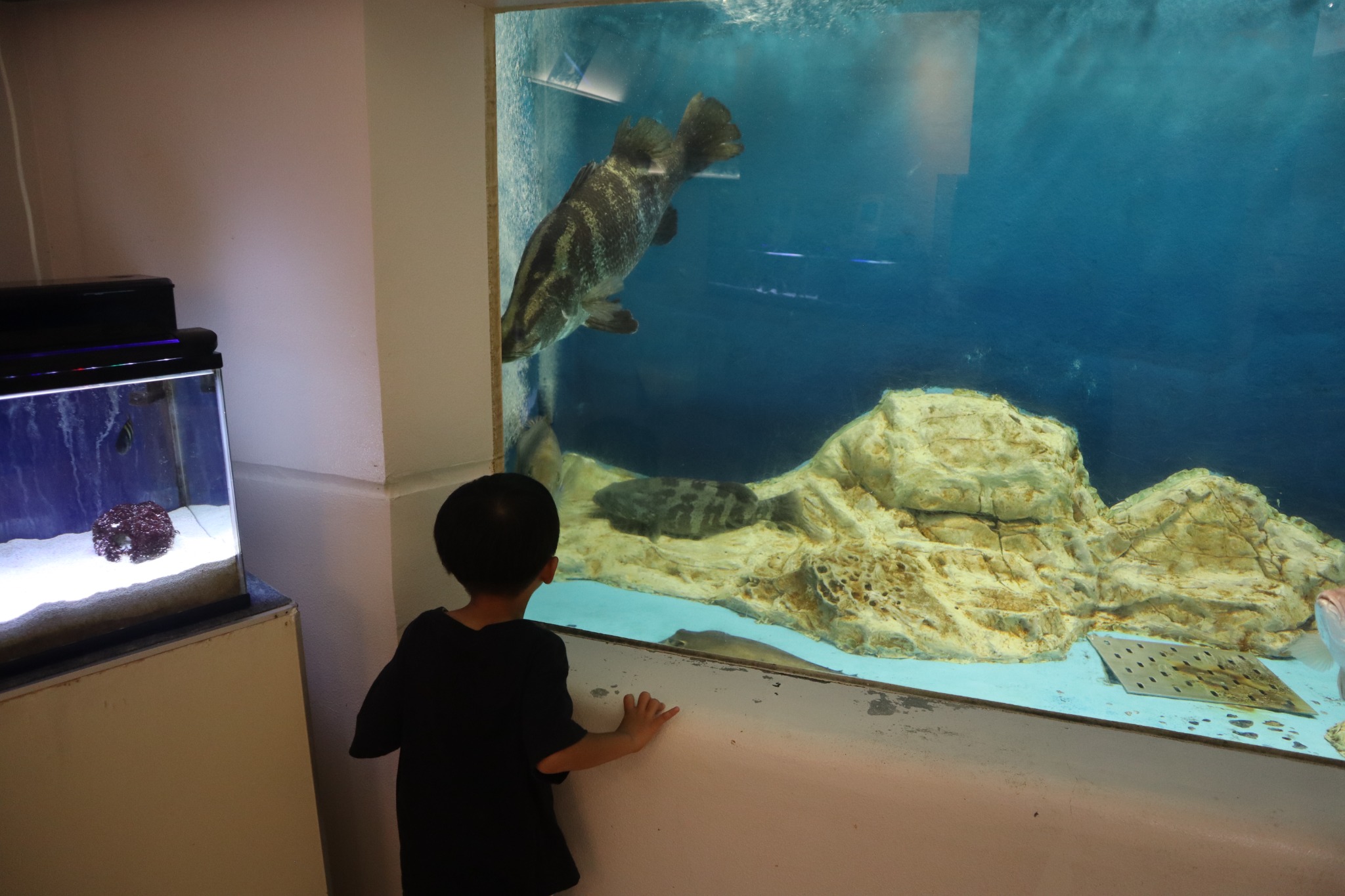 水族館の大型水槽
