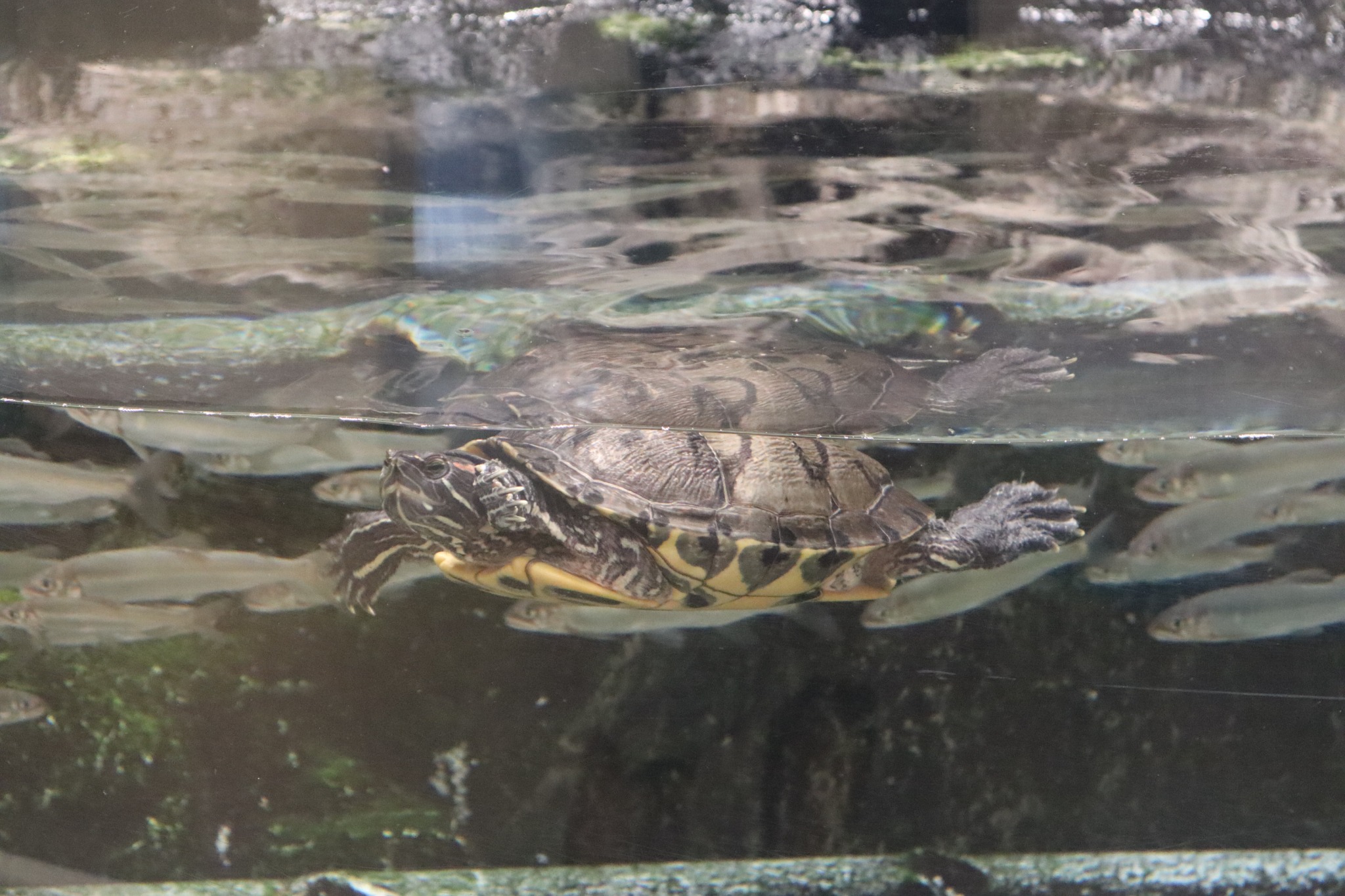 水槽で泳ぐカメ