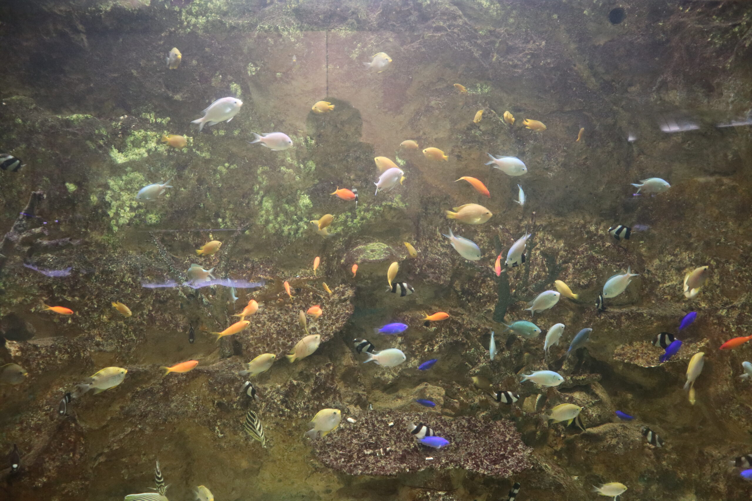 カラフルな魚が泳ぐ水槽